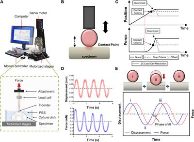 Regional biomechanical characterization of the spinal cord tissue: dynamic mechanical response